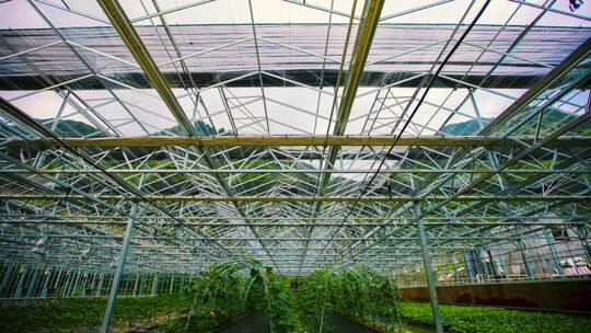 蔬菜大棚顶棚开关延时