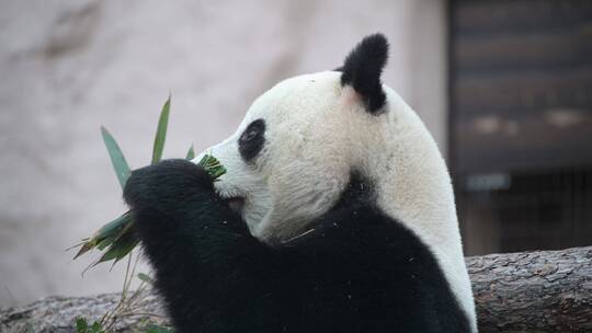 小熊猫吃竹笋