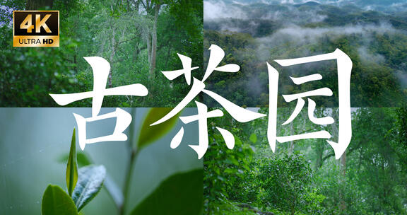 4k古茶园有机茶茶叶春茶古树茶茶山航拍茶