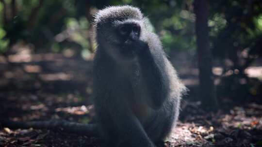 Vervet Monkey，吃，毛皮，咀