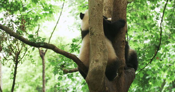 树上的两只国宝大熊猫