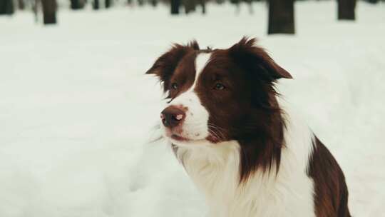 公园里雪中边境牧羊犬的特写，狗宠物坐在雪