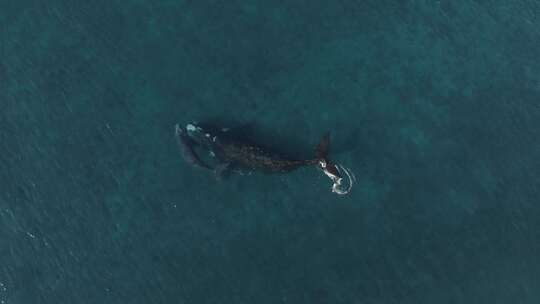 蓝鲸在海水中游泳