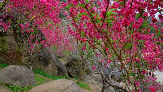 桃花林 树林 春暖花开 桃花坞 桃花园