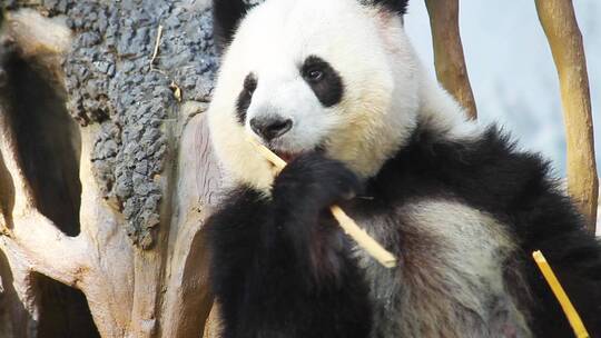 一只可爱的大熊猫