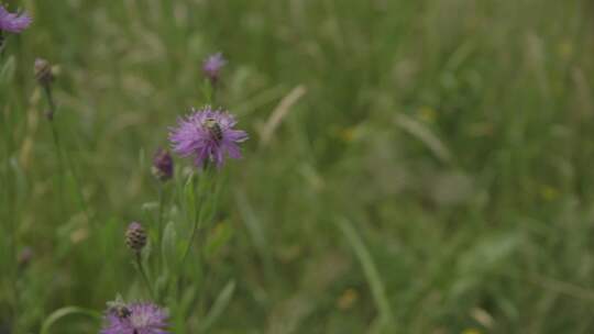 蜜蜂在野外采蜜