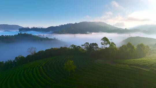 航拍云雾中的茶山