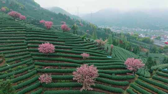 杭州富阳茶山晚樱航拍8