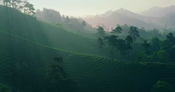 茶园茶山美丽乡村