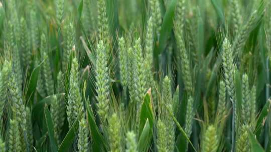 小麦生长抽穗绿色农田丰收麦苗