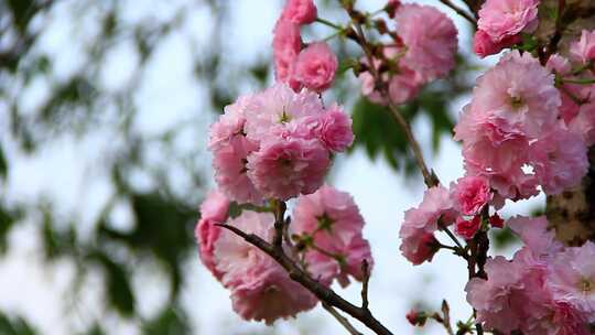 春分时节盛开的日本晚樱花实拍