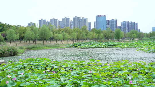 武汉江夏中央大公园