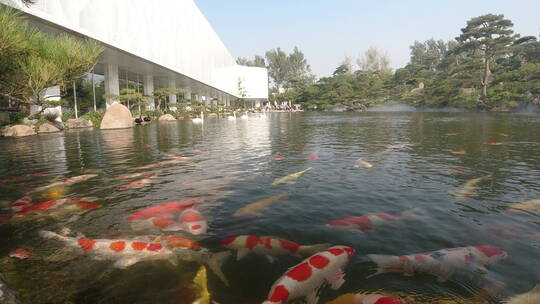 北京_艺术馆与湖里的鱼