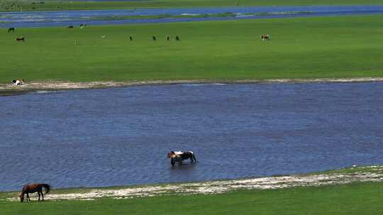 内蒙古草原上悠闲饮水的马群
