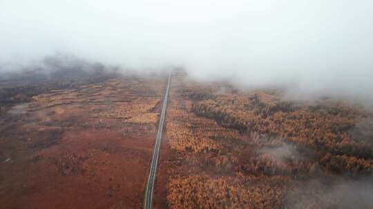 呼伦贝尔森林秋天林场白桦林公路航拍