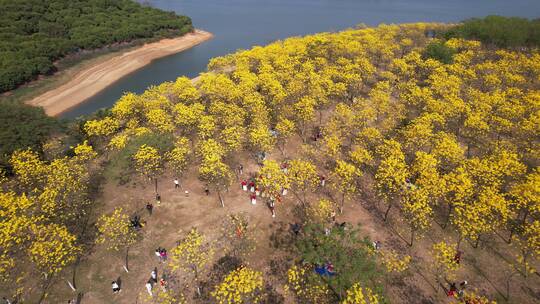 黄花风铃木