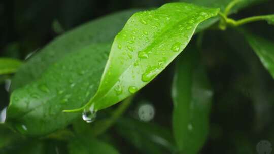 下雨天桂花树金桂八月桂花植物水滴升格