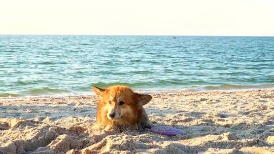 享受海滩的柯基狗狗