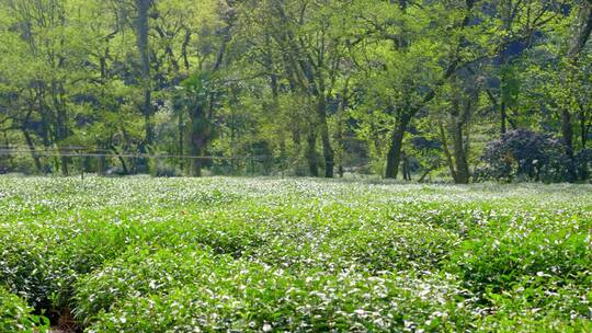 春天万物复苏长势喜人的茶园地里的绿色茶叶