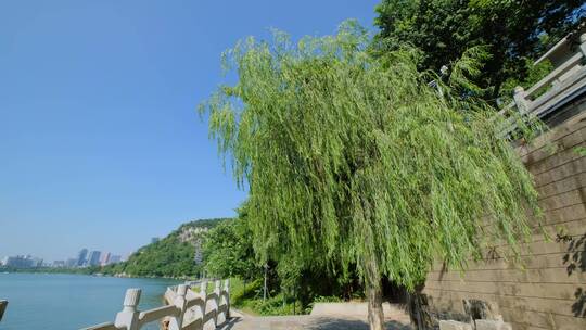 柳江边的柳树