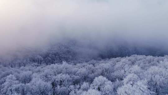 山景中白雪覆盖的树木的无人机视频