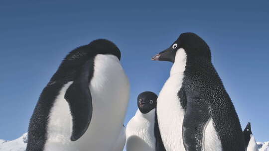特写扮演企鹅。南极洲风景。视频素材模板下载