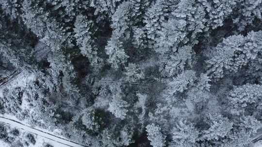 航拍冬天雪后的森林