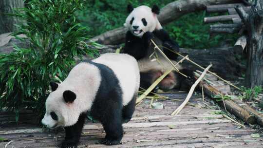 大熊猫春生和香果