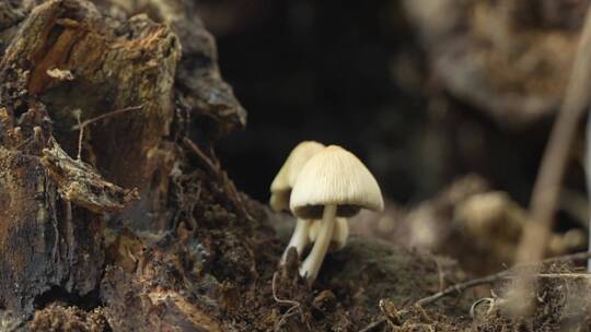 雨后树干上的蘑菇在生长视频素材模板下载