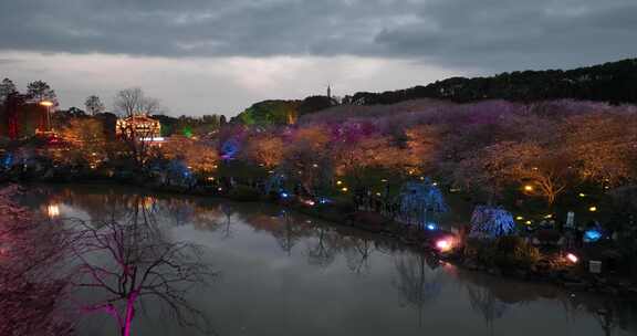 航拍武汉东湖樱花园夜景灯光秀樱花夜樱