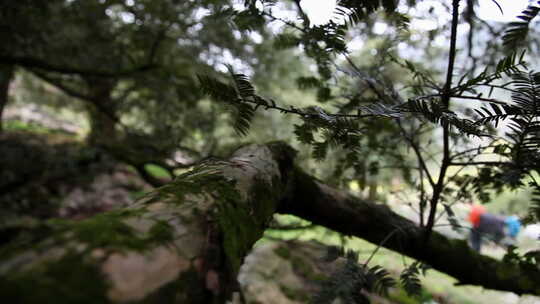 古树千年香榧树【原创】