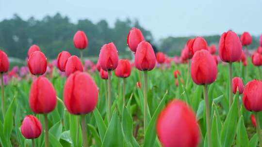 盛开的粉色郁金香花田