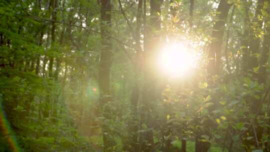 森林里阳光透过树叶视频素材模板下载