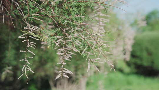 夏天光影空镜荷塘池塘树林小草