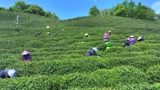 航拍茶园 茶山 茶叶种植 西湖龙井