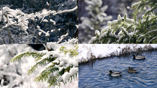 雪下雪冬天压树枝冬天鸭子在小溪游泳高清在线视频素材下载