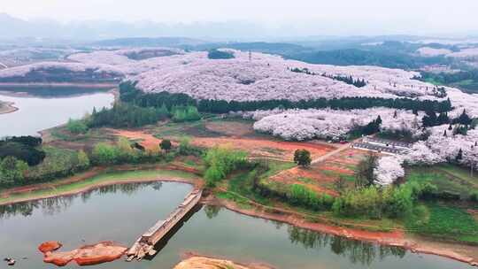 4K航拍贵州安顺平坝樱花景区风光