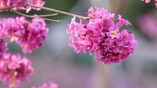 紫花风铃木