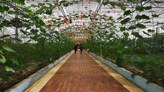 实拍大棚蔬菜种植绿色走廊