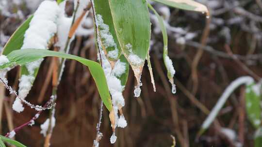 覆雪植物叶片特写