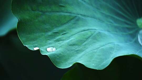 夏季下雨天荷花荷叶雨滴水滴水珠