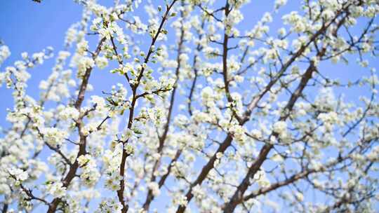 春天阳光下盛开的白色梨花蜜蜂采蜜