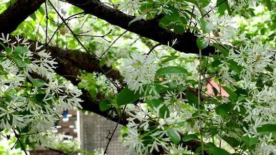 百年流苏花满枝头