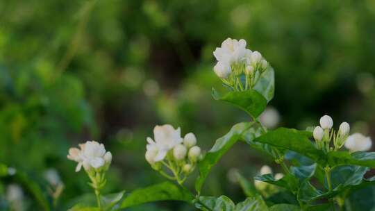 唯美茉莉花与茉莉花茶制作福州茉莉花种植园