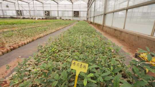 绿色植物 赤皮青冈 青冈栎 木荷 大棚养殖