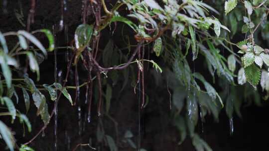水滴滴水叶子植被