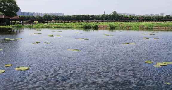 苏州相城荷塘月色湿地公园荷花荷叶荷塘