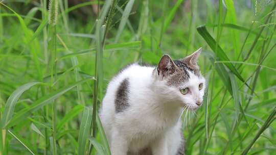 狸花猫特写，狸花猫吃草特写，中华田园猫