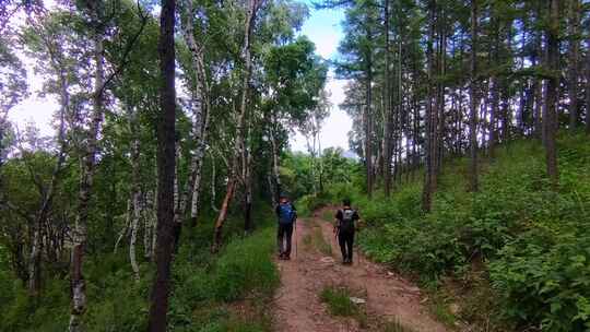 户外登山行走在白桦林和松树林间的小路上