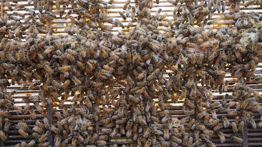 蜂巢里密密麻麻爬满了蜜蜂特写